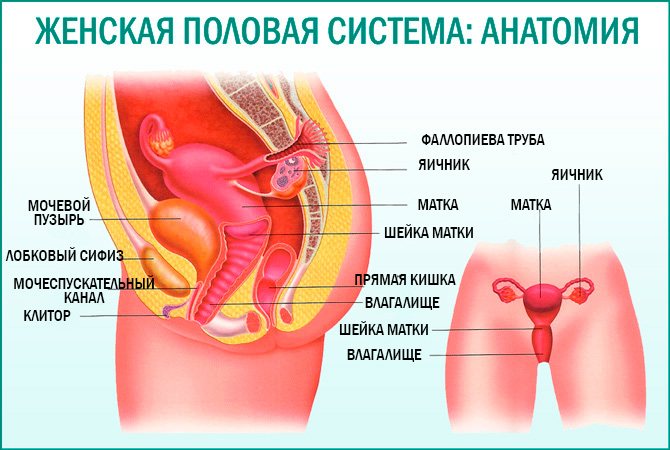 Анатомия женских половых органов