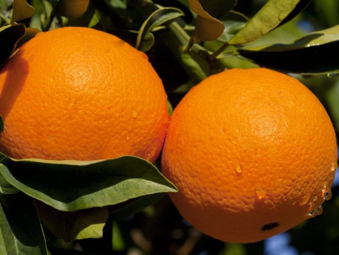 Апельсины для мужской потенции