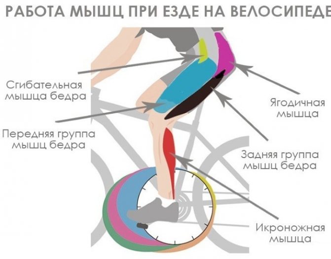 Мышцы при езде на велосипеде