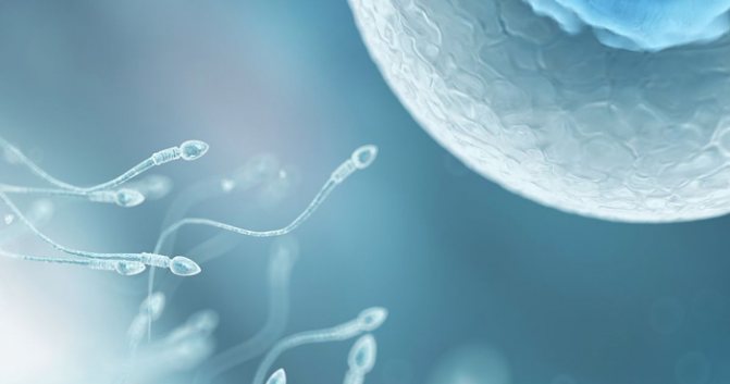 Подвижность сперматозоидов как основная характеристика фертильности в спермограмме
