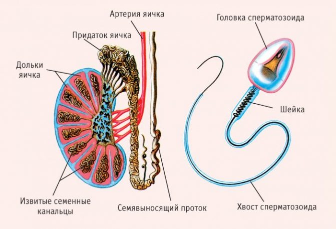 процесс созревания мужских сперматозоидов