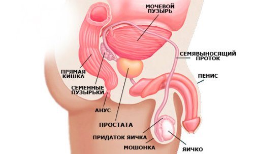 Простата у мужчин: где находится и какие выполняет функции в мужском организме