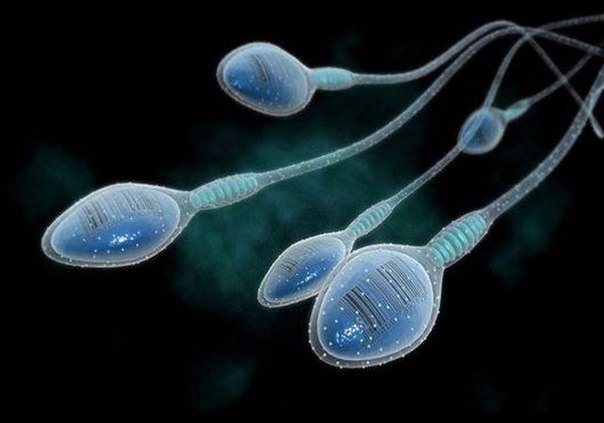сколько активны сперматозоиды