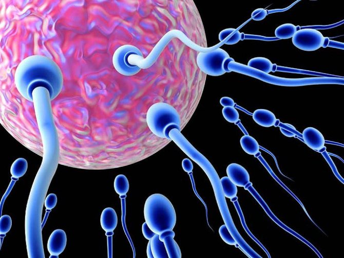 сколько активны сперматозоиды