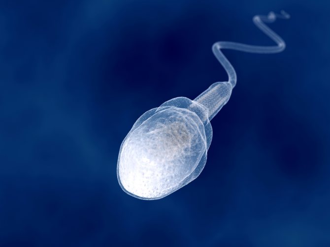 сколько живет сперматозоид во внешней среде