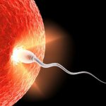 сколько живут сперматозоиды