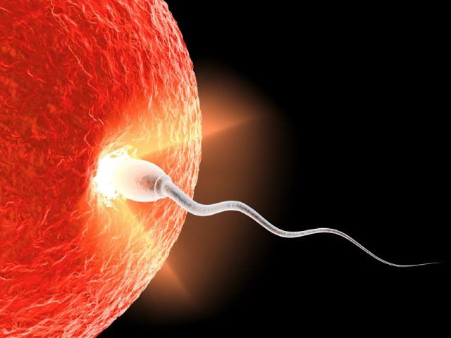 сколько живут сперматозоиды