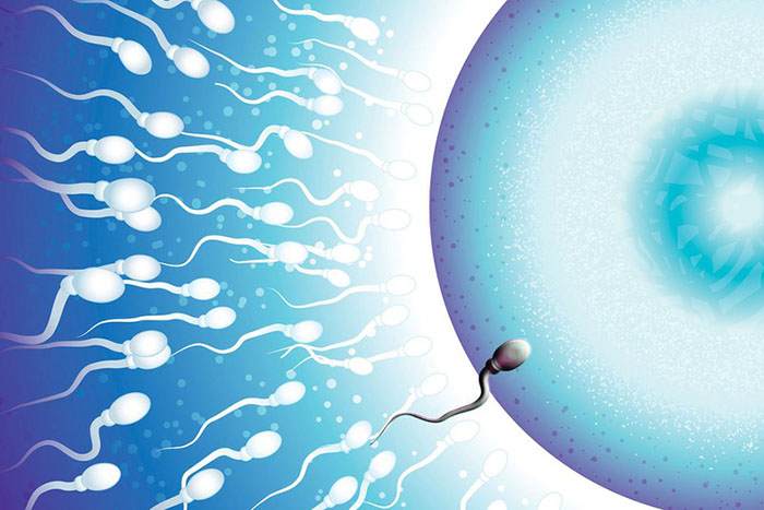 Сперматозоид и яйцеклетка: сравнение отличий половых клеток