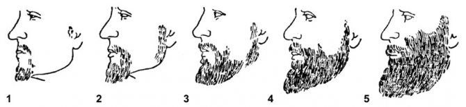 стадии роста бороды