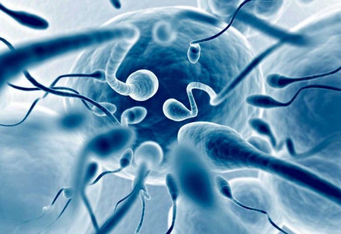 время жизни сперматозоидов